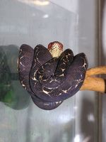 Corallus hortulanus - Amazon Tree Boa