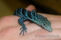 Varanus macraei - Blue Tree Monitor