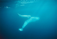 Photo: A narwhal cow and her newborn calf ply the tranquil Arctic waters