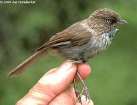 Chinese Fulvetta - Alcippe striaticollis