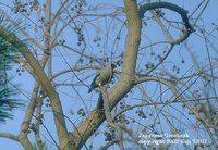 Japanese Grosbeak - Eophona personata