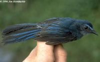 Blue Fantail - Rhipidura superciliaris