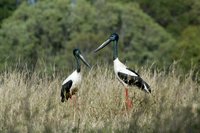 Black necked Stork