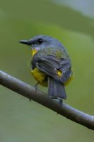 Eastern yellow Robin