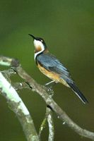 Eastern Spinebill