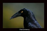 Pied Currawong