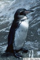 Galapagos Penguin - Spheniscus mendiculus