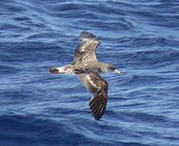 Cory's Shearwater - Calonectris diomedea