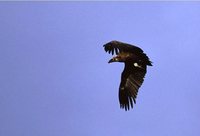 Cinereous Vulture - Aegypius monachus