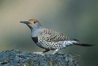 Gilded Flicker (Colaptes chrysoides) photo