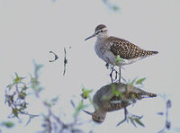 Wood Sandpiper (Tringa glareola) photo