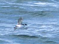 Magellanic Diving-Petrel (Pelecanoides magellani) photo