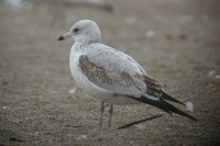 Ring-billed Gull - Larus delawarensis