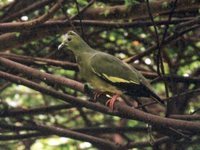 Large Green-Pigeon - Treron capellei