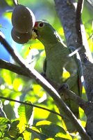 Red-lored Parrot - Amazona autumnalis