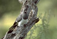 White-bellied Go-away-bird - Corythaixoides leucogaster