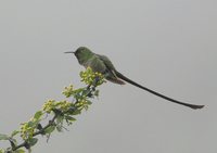 Black-tailed Trainbearer - Lesbia victoriae