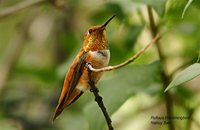 Rufous Hummingbird - Selasphorus rufus