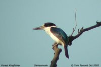 Forest Kingfisher - Todirhamphus macleayii