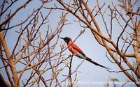 Northern Carmine Bee-eater - Merops nubicus