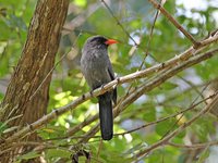 Black-fronted Nunbird - Monasa nigrifrons