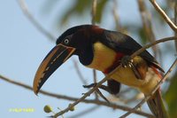 Chestnut-eared Aracari - Pteroglossus castanotis