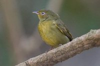 Crimson-hooded Manakin - Pipra aureola