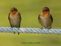 Pacific Swallow - Hirundo tahitica