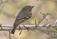 Ruby-crowned Kinglet - Regulus calendula