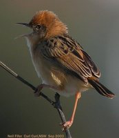 Golden-headed Cisticola - Cisticola exilis