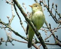 Melodious Warbler - Hippolais polyglotta