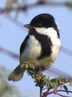 White-winged Tit - Parus nuchalis