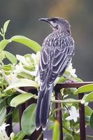 Red Wattlebird - Anthochaera carunculata