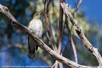 Olive-backed Oriole - Oriolus sagittatus