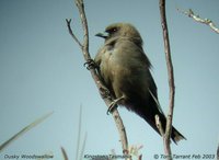 Dusky Woodswallow - Artamus cyanopterus