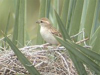 Dead Sea Sparrow - Passer moabiticus