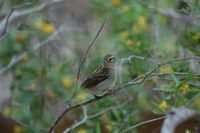 Red Fody - Foudia madagascariensis