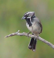 Black-throated Sparrow - Amphispiza bilineata