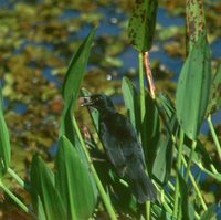 Unicolored Blackbird - Agelasticus cyanopus
