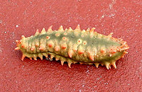 Sea Cucumber