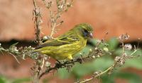 Citril Finch