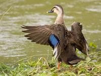 흰뺨검둥오리-Spot-billed Duck