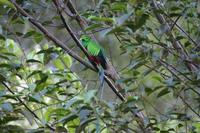 Resplendent Quetzal