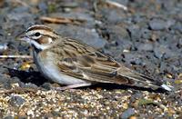 Lark Sparrow