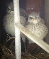 nestlings of the tropical mockingbird, Suriname