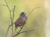 Song Sparrow