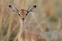 young impala portrait stock photo