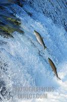...Blueback salmons ( Oncorhynchus nerka ) trying to conquer the waterfall upwards , Brooks River ,