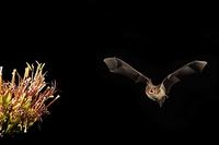 Cave Myotis ( Myotis velifer ) Flying near agave plant ( Agave sp . ) Amado , Arizona , United S...