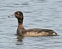 Tufted Duck Aythya fuligula